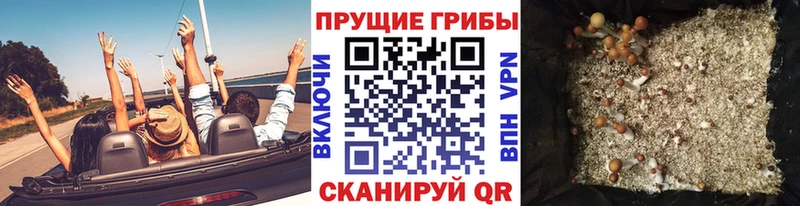 Псилоцибиновые грибы мицелий  Купить закладки  Жердевка 